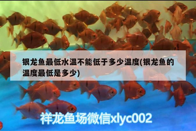 銀龍魚最低水溫不能低于多少溫度(銀龍魚的溫度最低是多少)