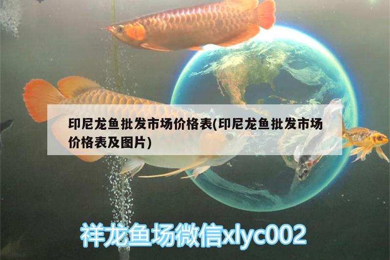 印尼龍魚批發(fā)市場價格表(印尼龍魚批發(fā)市場價格表及圖片)