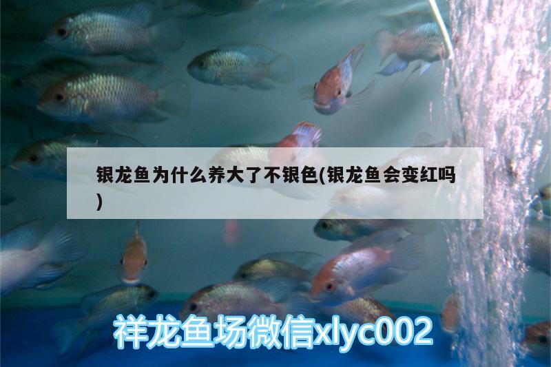 銀龍魚為什么養(yǎng)大了不銀色(銀龍魚會變紅嗎) 銀龍魚百科