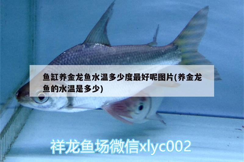 魚(yú)缸養(yǎng)金龍魚(yú)水溫多少度最好呢圖片(養(yǎng)金龍魚(yú)的水溫是多少) 月光鴨嘴魚(yú)