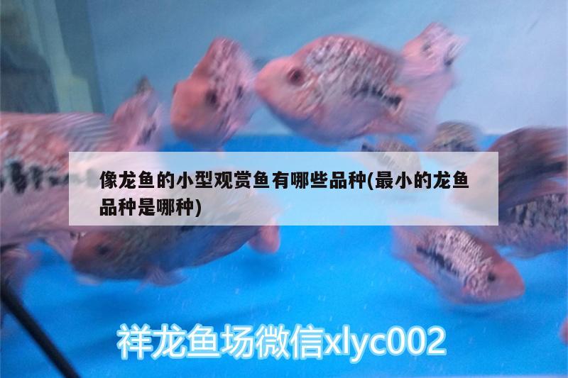 像龍魚的小型觀賞魚有哪些品種(最小的龍魚品種是哪種)