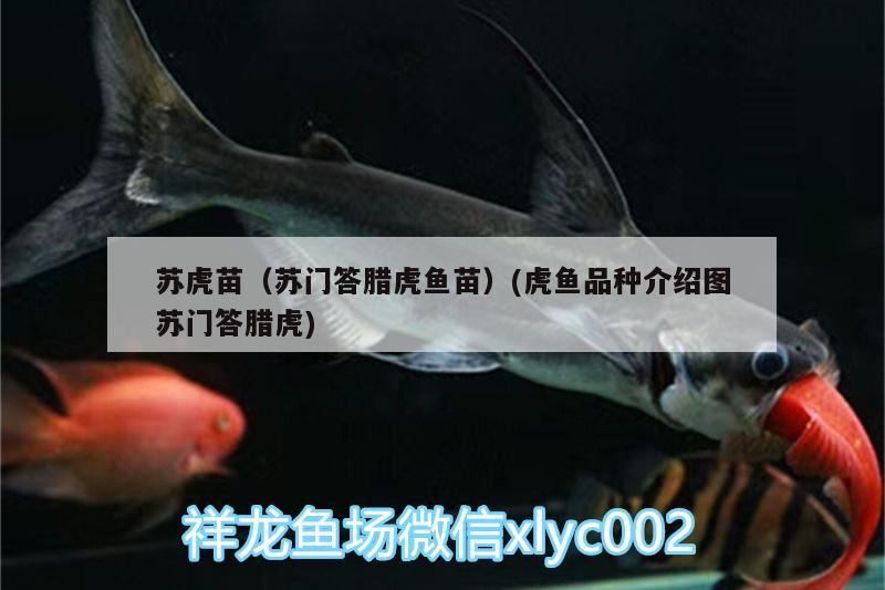 蘇虎苗（蘇門答臘虎魚苗）(虎魚品種介紹圖蘇門答臘虎)