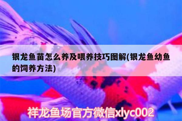 銀龍魚苗怎么養(yǎng)及喂養(yǎng)技巧圖解(銀龍魚幼魚的飼養(yǎng)方法) 銀龍魚百科