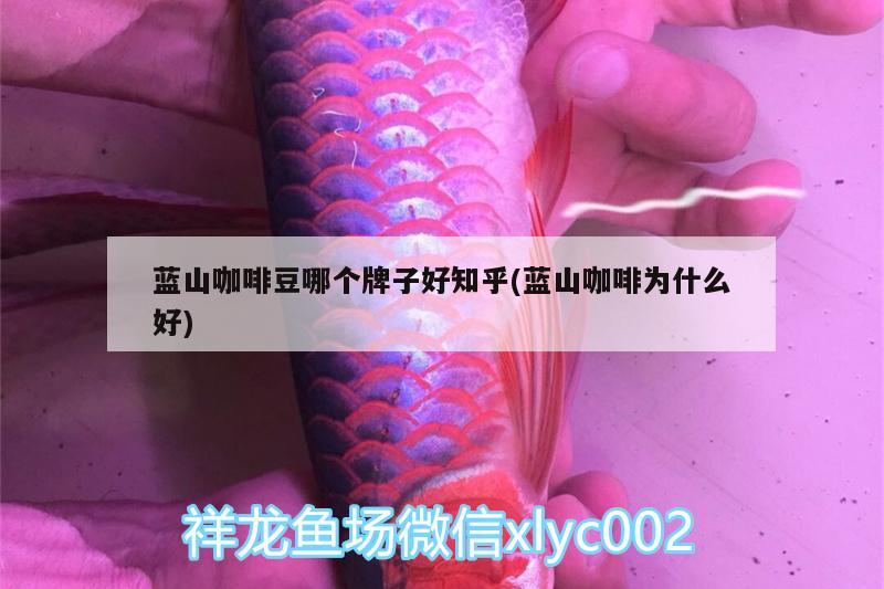 藍山咖啡豆哪個牌子好知乎(藍山咖啡為什么好) 馬來西亞咖啡 第2張