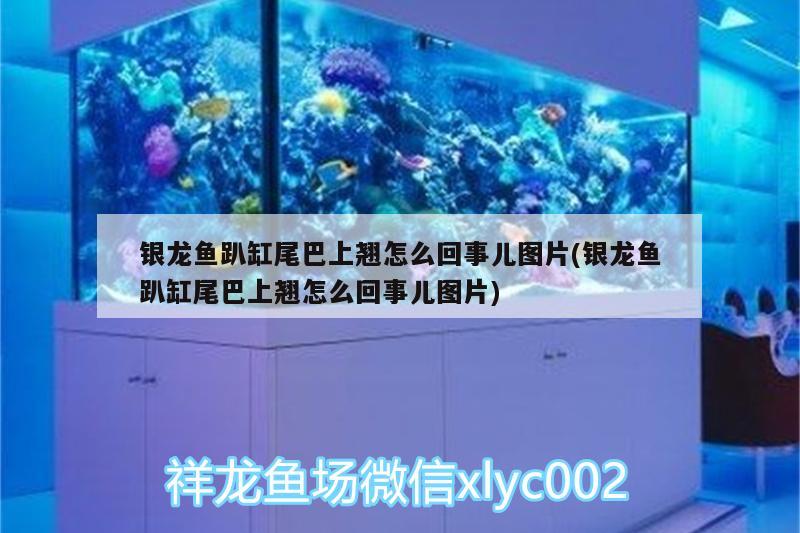 銀龍魚趴缸尾巴上翹怎么回事兒圖片(銀龍魚趴缸尾巴上翹怎么回事兒圖片) 銀龍魚