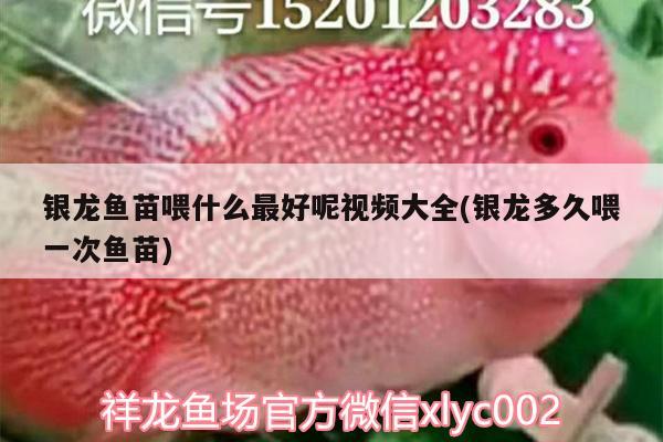 銀龍魚苗喂什么最好呢視頻大全(銀龍多久喂一次魚苗)