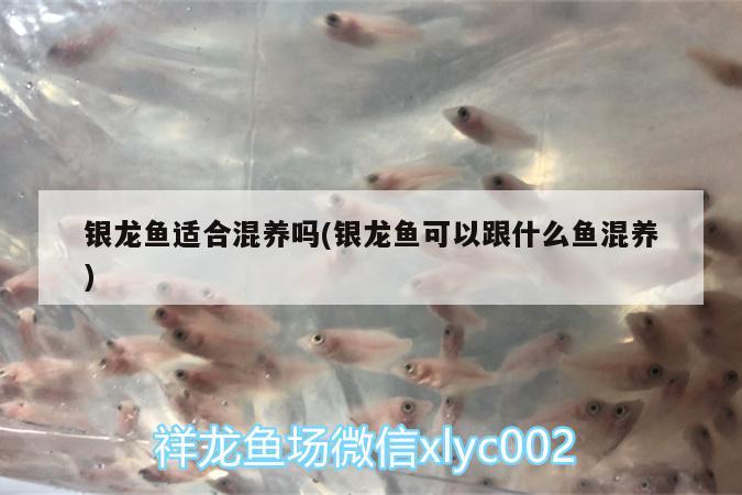 銀龍魚(yú)適合混養(yǎng)嗎(銀龍魚(yú)可以跟什么魚(yú)混養(yǎng)) 銀龍魚(yú)