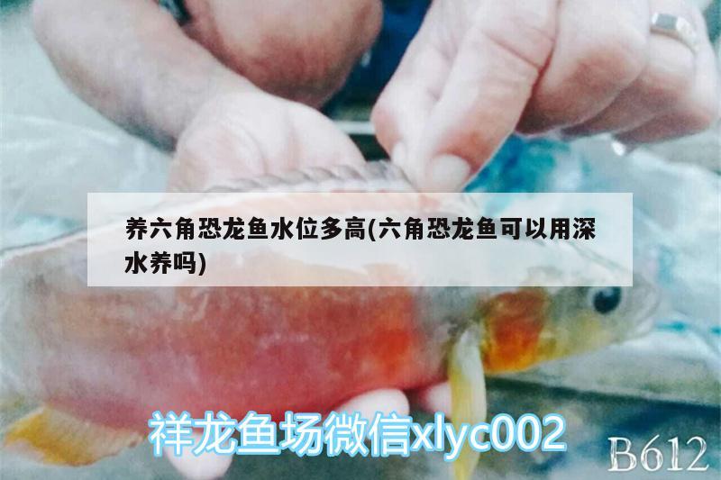 養(yǎng)六角恐龍魚水位多高(六角恐龍魚可以用深水養(yǎng)嗎) 夢幻雷龍魚