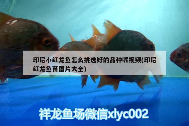 印尼小紅龍魚(yú)怎么挑選好的品種呢視頻(印尼紅龍魚(yú)苗圖片大全) 印尼紅龍魚(yú)