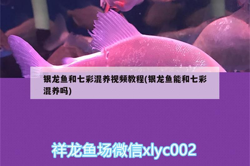 銀龍魚和七彩混養(yǎng)視頻教程(銀龍魚能和七彩混養(yǎng)嗎)