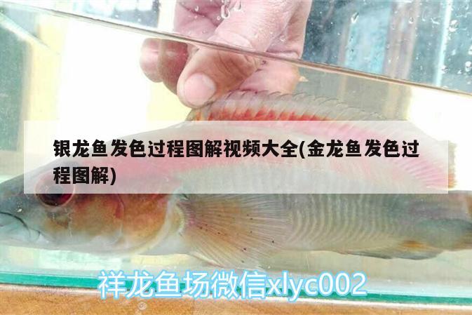 銀龍魚發(fā)色過程圖解視頻大全(金龍魚發(fā)色過程圖解)