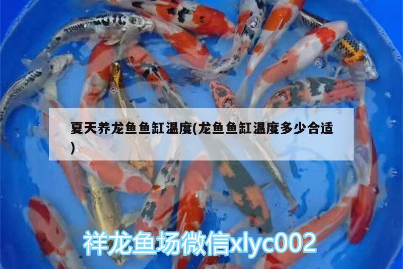 夏天養(yǎng)龍魚魚缸溫度(龍魚魚缸溫度多少合適)