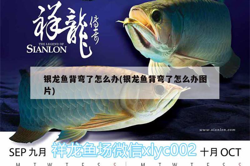 銀龍魚(yú)背彎了怎么辦(銀龍魚(yú)背彎了怎么辦圖片)