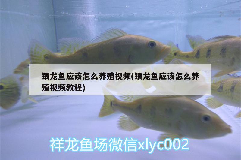 銀龍魚應(yīng)該怎么養(yǎng)殖視頻(銀龍魚應(yīng)該怎么養(yǎng)殖視頻教程)