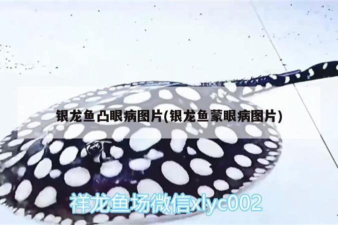 銀龍魚凸眼病圖片(銀龍魚蒙眼病圖片) 銀龍魚百科