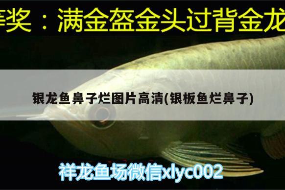 銀龍魚鼻子爛圖片高清(銀板魚爛鼻子)