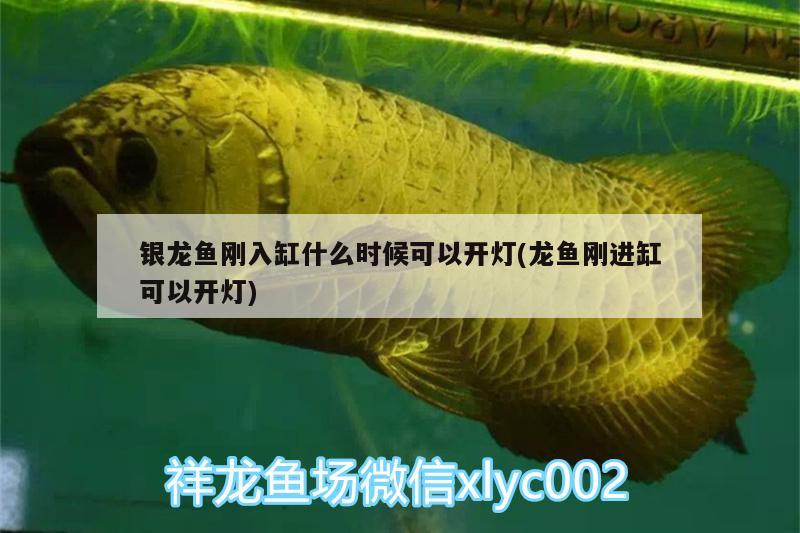 銀龍魚剛?cè)敫资裁磿r候可以開燈(龍魚剛進(jìn)缸可以開燈) 銀龍魚