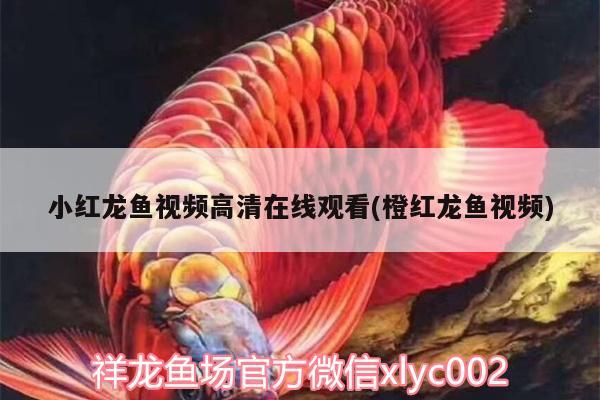 小紅龍魚視頻高清在線觀看(橙紅龍魚視頻) 元寶鳳凰魚