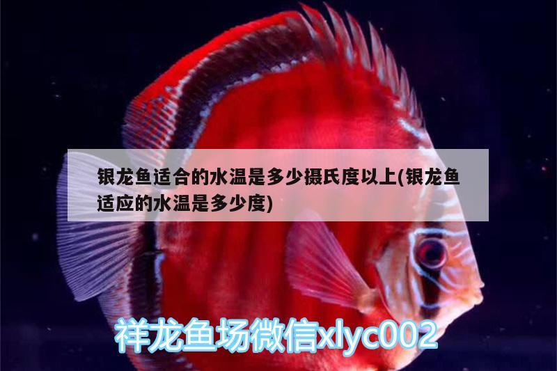 銀龍魚適合的水溫是多少攝氏度以上(銀龍魚適應(yīng)的水溫是多少度)