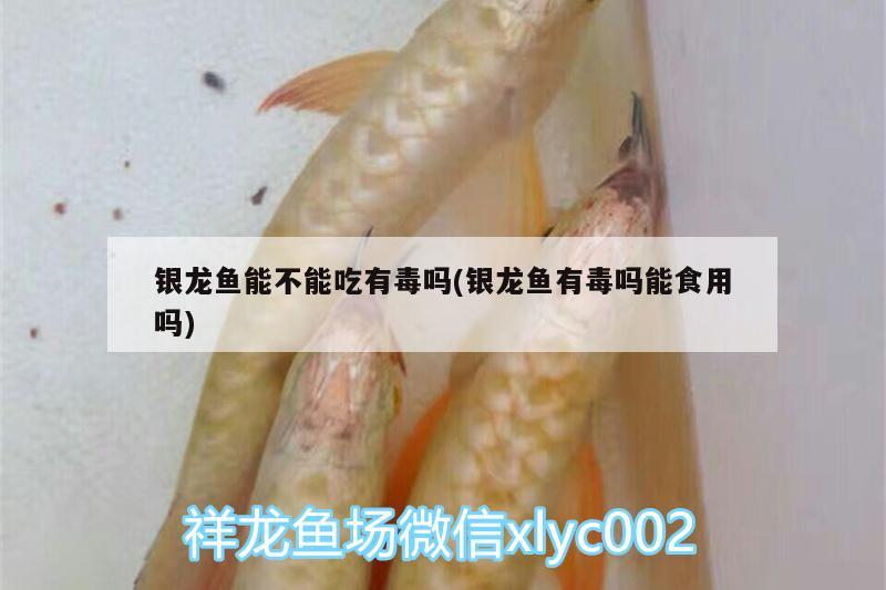 銀龍魚能不能吃有毒嗎(銀龍魚有毒嗎能食用嗎) 銀龍魚百科