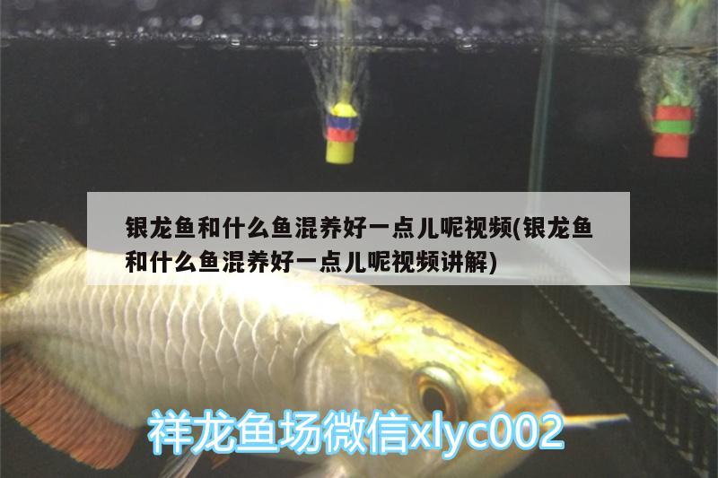 銀龍魚和什么魚混養(yǎng)好一點(diǎn)兒呢視頻(銀龍魚和什么魚混養(yǎng)好一點(diǎn)兒呢視頻講解) 銀龍魚百科