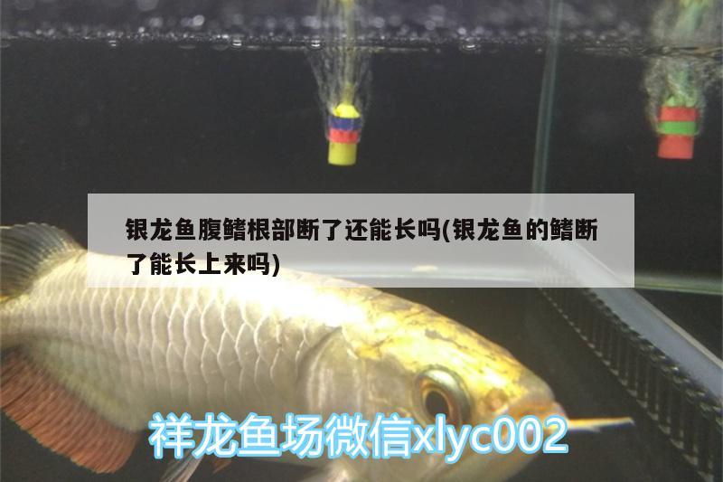 銀龍魚腹鰭根部斷了還能長嗎(銀龍魚的鰭斷了能長上來嗎) 銀龍魚百科