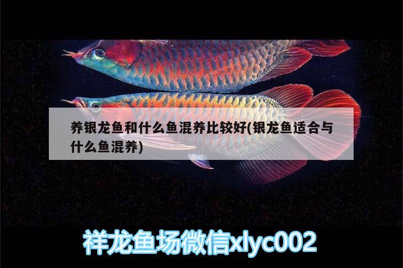 養(yǎng)銀龍魚(yú)和什么魚(yú)混養(yǎng)比較好(銀龍魚(yú)適合與什么魚(yú)混養(yǎng)) 銀龍魚(yú)