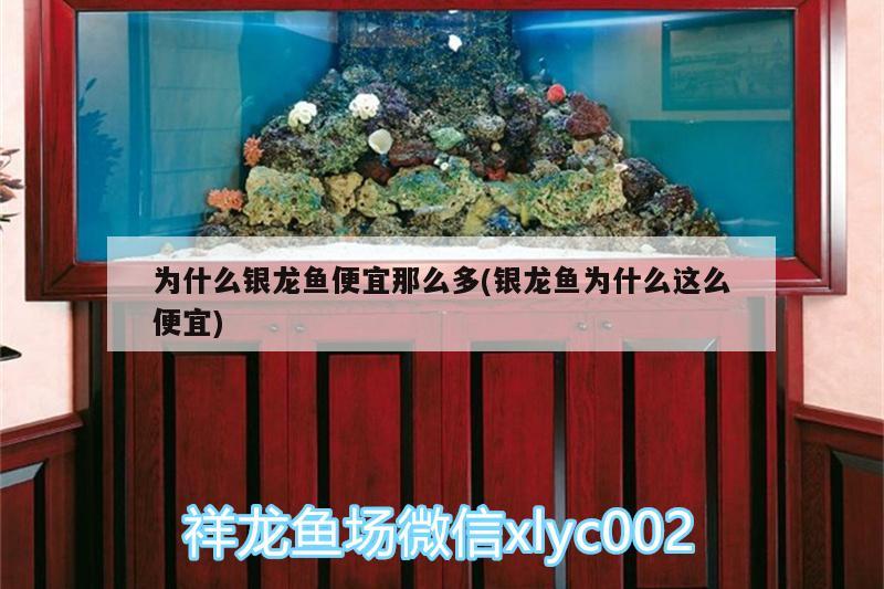 為什么銀龍魚便宜那么多(銀龍魚為什么這么便宜)