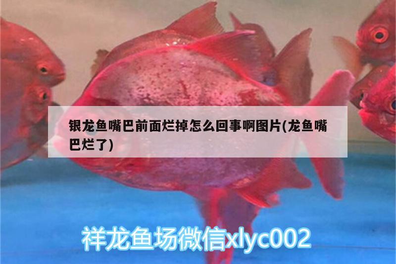 銀龍魚嘴巴前面爛掉怎么回事啊圖片(龍魚嘴巴爛了) 銀龍魚百科