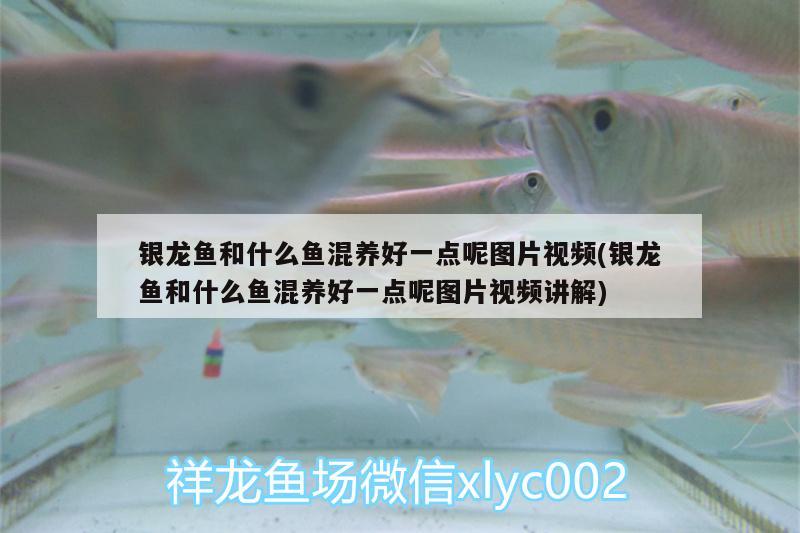 銀龍魚和什么魚混養(yǎng)好一點呢圖片視頻(銀龍魚和什么魚混養(yǎng)好一點呢圖片視頻講解) 銀龍魚