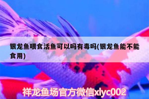 銀龍魚(yú)喂食活魚(yú)可以嗎有毒嗎(銀龍魚(yú)能不能食用) 銀龍魚(yú)百科