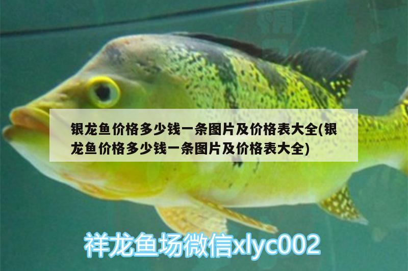 銀龍魚價格多少錢一條圖片及價格表大全(銀龍魚價格多少錢一條圖片及價格表大全)