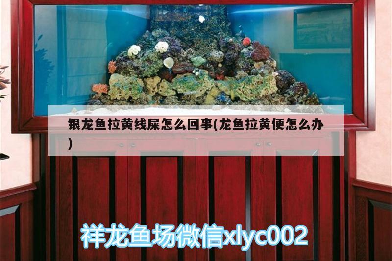 銀龍魚拉黃線屎怎么回事(龍魚拉黃便怎么辦) 銀龍魚百科