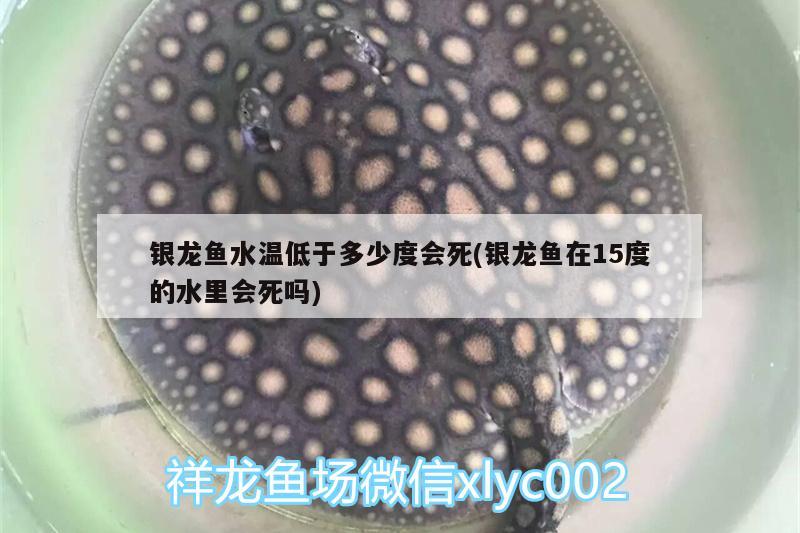 銀龍魚水溫低于多少度會死(銀龍魚在15度的水里會死嗎) 銀龍魚百科