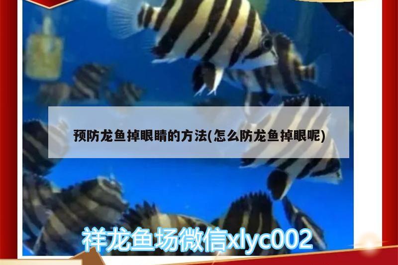 預(yù)防龍魚掉眼睛的方法(怎么防龍魚掉眼呢) 朱巴利魚苗