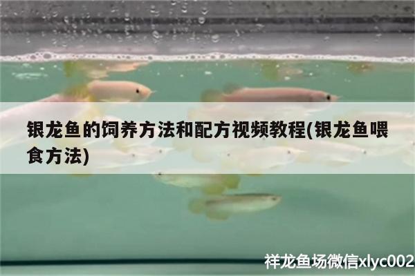 銀龍魚的飼養(yǎng)方法和配方視頻教程(銀龍魚喂食方法) 銀龍魚