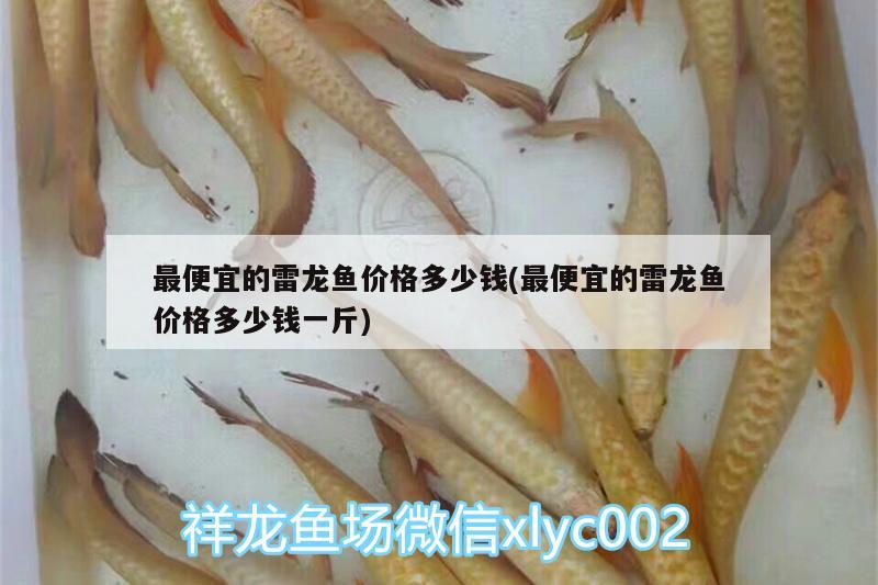 最便宜的雷龍魚價(jià)格多少錢(最便宜的雷龍魚價(jià)格多少錢一斤)