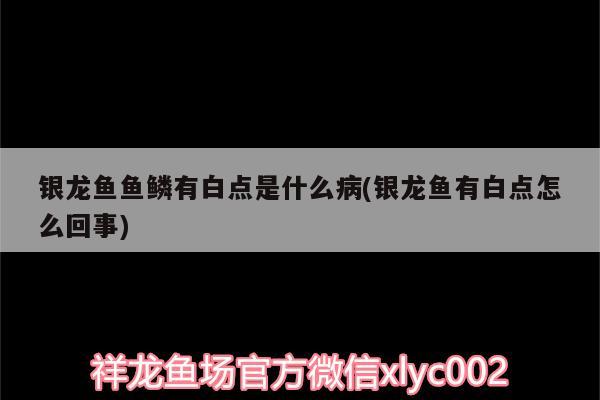 銀龍魚(yú)魚(yú)鱗有白點(diǎn)是什么病(銀龍魚(yú)有白點(diǎn)怎么回事) 銀龍魚(yú)百科