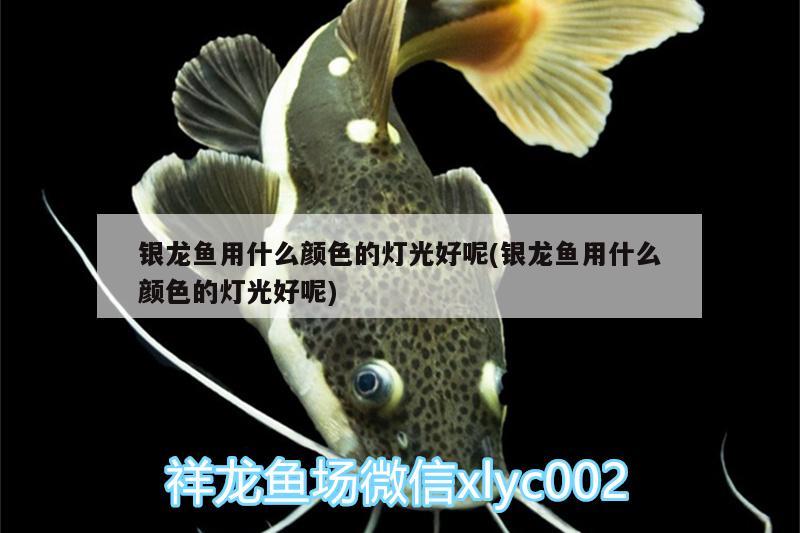 銀龍魚用什么顏色的燈光好呢(銀龍魚用什么顏色的燈光好呢) 銀龍魚百科