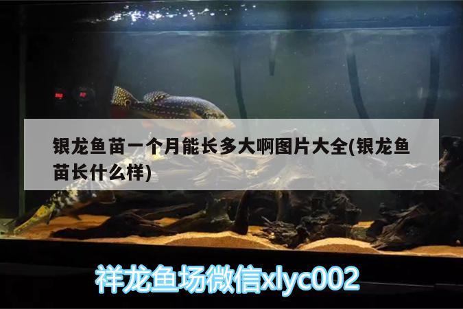 銀龍魚苗一個月能長多大啊圖片大全(銀龍魚苗長什么樣) 銀龍魚