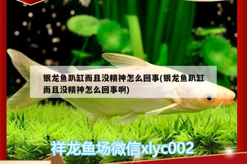 銀龍魚趴缸而且沒精神怎么回事(銀龍魚趴缸而且沒精神怎么回事啊) 銀龍魚百科