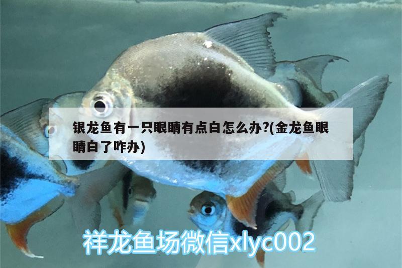 銀龍魚有一只眼睛有點白怎么辦?(金龍魚眼睛白了咋辦)