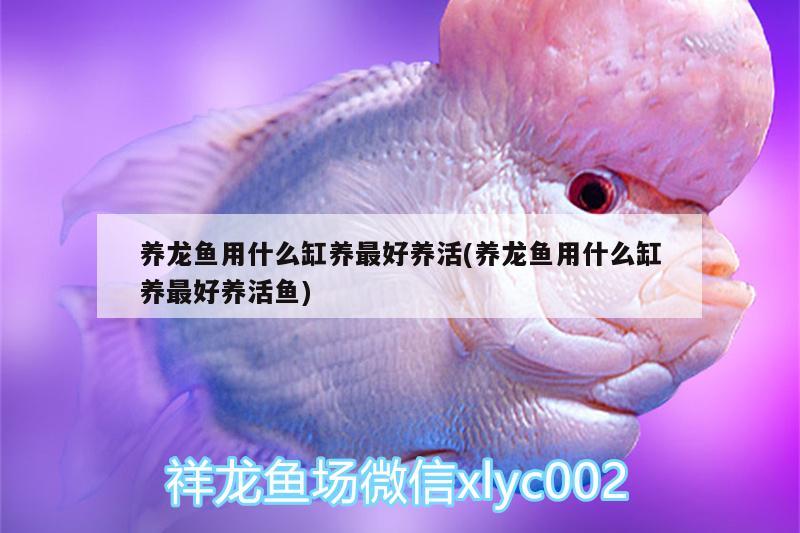 養(yǎng)龍魚(yú)用什么缸養(yǎng)最好養(yǎng)活(養(yǎng)龍魚(yú)用什么缸養(yǎng)最好養(yǎng)活魚(yú)) 除藻劑