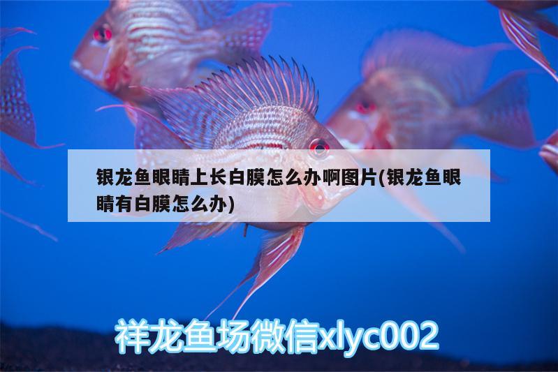 銀龍魚眼睛上長白膜怎么辦啊圖片(銀龍魚眼睛有白膜怎么辦) 銀龍魚