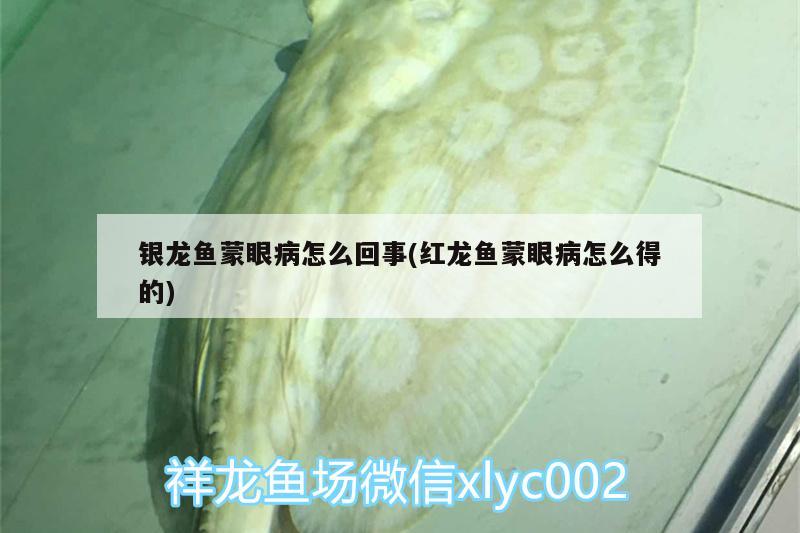 銀龍魚蒙眼病怎么回事(紅龍魚蒙眼病怎么得的) 銀龍魚