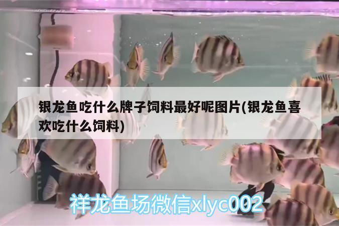 銀龍魚吃什么牌子飼料最好呢圖片(銀龍魚喜歡吃什么飼料) 銀龍魚百科