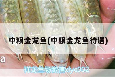 中糧金龍魚(yú)(中糧金龍魚(yú)待遇) 黃金達(dá)摩魚(yú)