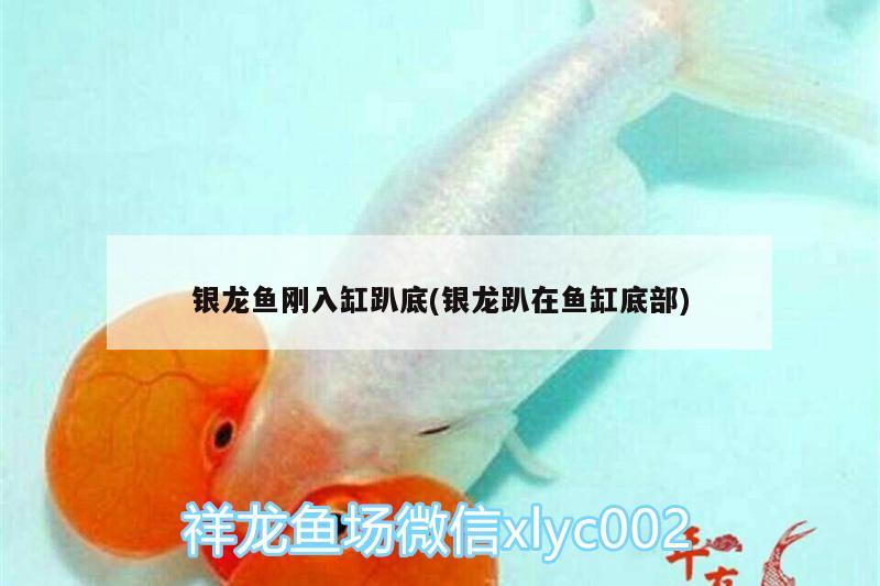 銀龍魚剛?cè)敫着康?銀龍趴在魚缸底部) 銀龍魚百科