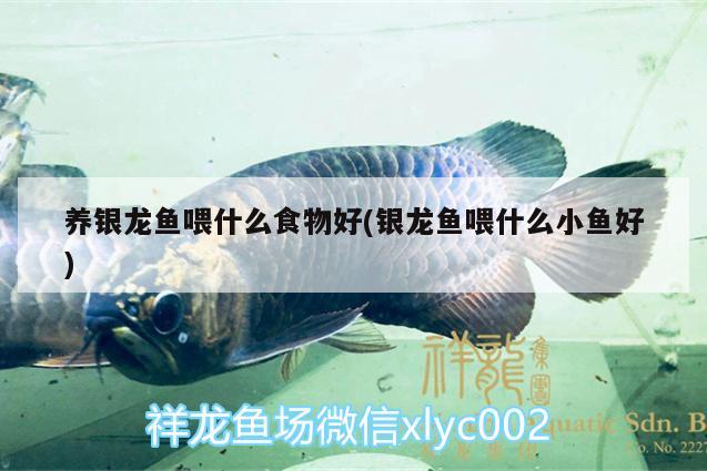 養(yǎng)銀龍魚喂什么食物好(銀龍魚喂什么小魚好) 銀龍魚百科