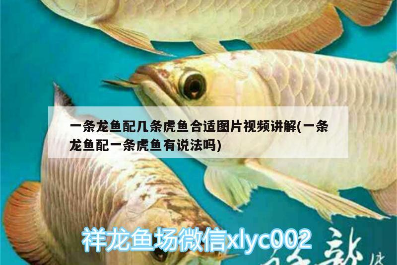 一條龍魚(yú)配幾條虎魚(yú)合適圖片視頻講解(一條龍魚(yú)配一條虎魚(yú)有說(shuō)法嗎) 虎魚(yú)百科 第1張